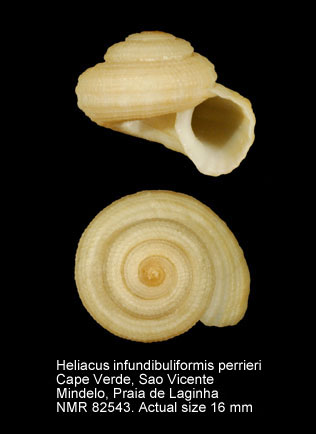 Heliacus infundibuliformis perrieri (5).jpg - Heliacus infundibuliformis perrieri (Rochebrune,1881)
